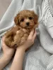 Photo №3. MALTIPOO TEACUP PUPPY. United States