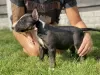 Additional photos: Miniature Bull Terrier