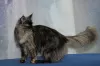 Additional photos: Maine Coon grown up