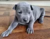 Photo №1. thai ridgeback - for sale in the city of Vilnius | negotiated | Announcement № 128406