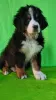 Additional photos: Bernese Mountain Dog