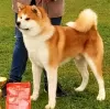 Photo №3. Japanese Akita Inu puppies. Serbia