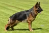 Additional photos: Beautiful GSD puppies from Europe for sale