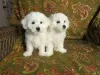 Photo №1. bichon frise - for sale in the city of Warsaw | 317$ | Announcement № 57374