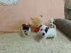 Photo №2 to announcement № 125766 for the sale of jack russell terrier - buy in Serbia breeder