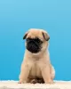 Photo №2 to announcement № 16299 for the sale of pug - buy in Russian Federation breeder