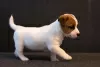 Additional photos: Jack Russell Terrier puppy