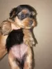 Additional photos: Baby-face Yorkie puppies looking for a new home.