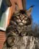 Photo №2 to announcement № 42043 for the sale of maine coon - buy in Russian Federation breeder