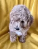 Photo №1. poodle (dwarf) - for sale in the city of Demene | 317$ | Announcement № 41015