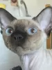 Photo №4. I will sell devon rex in the city of Kiev. from nursery - price - 600$