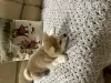 Photo №3. High quality Akita Inu puppies. Russian Federation