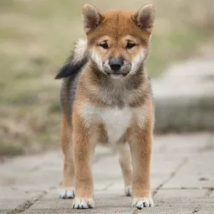 Photo №1. shiba inu - for sale in the city of Москва | 1606$ | Announcement № 6378