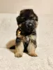 Photo №2 to announcement № 28400 for the sale of german shepherd - buy in Poland breeder