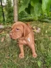 Photo №4. I will sell vizsla in the city of Baldone. private announcement - price - 1057$