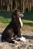 Additional photos: Central Asian Shepherd Dog / SAO / Alabai