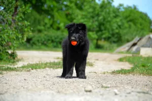 Additional photos: German shepherd puppies, girl and boy, with documents, stigma, video, delivery