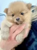 Photo №1. pomeranian - for sale in the city of Alabama | 300$ | Announcement № 112167