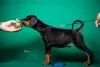 Additional photos: Doberman puppies