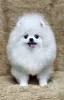 Photo №2 to announcement № 130323 for the sale of pomeranian - buy in Russian Federation private announcement