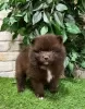 Additional photos: pomeranian puppies