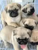 Photo №1. pug - for sale in the city of Bielefeld | 150$ | Announcement № 129606