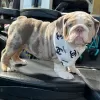 Additional photos: Available English Bulldogs puppies for sale.