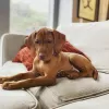 Photo №1. vizsla - for sale in the city of Bucharest | Is free | Announcement № 109542