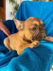 Photo №1. french bulldog - for sale in the city of Zrenjanin | negotiated | Announcement № 114156