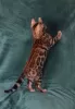 Photo №4. I will sell bengal cat in the city of Cherkasy. from nursery, breeder - price - 500$