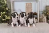 Additional photos: American Staffordshire Terrier puppies