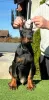 Additional photos: Doberman puppies for sale