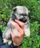 Photo №4. I will sell pomeranian in the city of Kula.  - price - negotiated