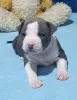 Photo №2 to announcement № 68173 for the sale of american staffordshire terrier - buy in Ukraine private announcement, from nursery, breeder