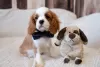 Additional photos: Puppies Cavalier King Charles Spaniel