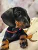 Additional photos: Dachshund UCI standard