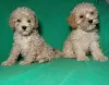 Additional photos: Real maltipu puppies (toy poodle). Boys.