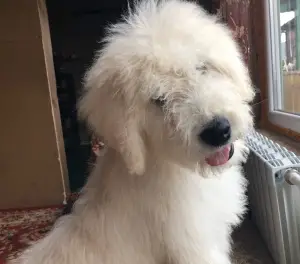 Photo №3. Komondor. Russian Federation