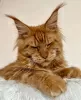 Photo №1. maine coon - for sale in the city of Berlin | 317$ | Announcement № 103702