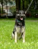 Additional photos: Grand, East European Shepherd Dog, age 4.5 years. Looking for a home.