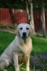 Photo №2 to announcement № 113540 for the sale of labrador retriever - buy in Finland breeder