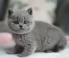 Photo №1. british shorthair - for sale in the city of Denville | 280$ | Announcement № 122947