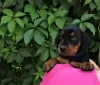 Photo №1. german pinscher - for sale in the city of Gomel | 1040$ | Announcement № 1906