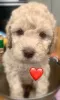 Photo №2 to announcement № 66182 for the sale of labradoodle - buy in United Kingdom breeder