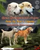 Photo №1. central asian shepherd dog - for sale in the city of Путятино | negotiated | Announcement № 34621