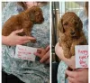 Additional photos: Miniature Goldendoodle Puppies