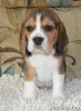 Photo №4. I will sell beagle in the city of Северодонецк. from nursery - price - 540$