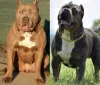 Additional photos: American Bully XL puppies