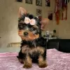 Photo №1. yorkshire terrier - for sale in the city of Stockholm | 402$ | Announcement № 125801