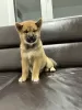 Additional photos: Shiba Inu puppies